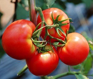 Сорти помідорів для ленінградської області