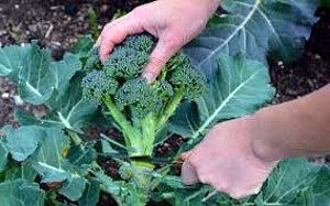 Особливості вирощування капусти броколі