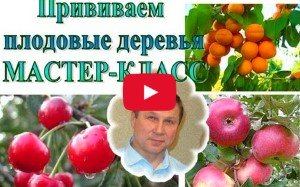 Щеплення плодових дерев (відео)