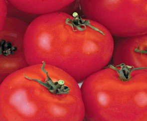 Кращі сорти помідор для Підмосковя
