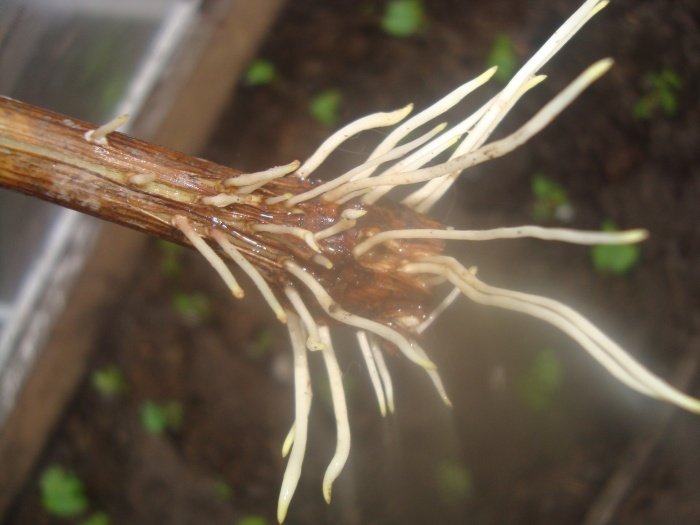 Прискорення росту коренів рослин за допомогою підручних засобів.