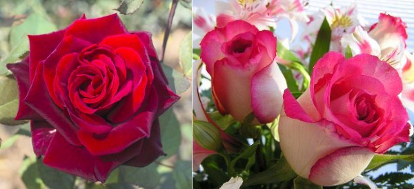 Голландська троянда – гармонія краси