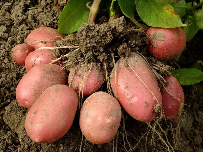 Розмноження бульбами картоплі