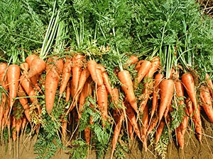 Що посадити поруч з морквою?
