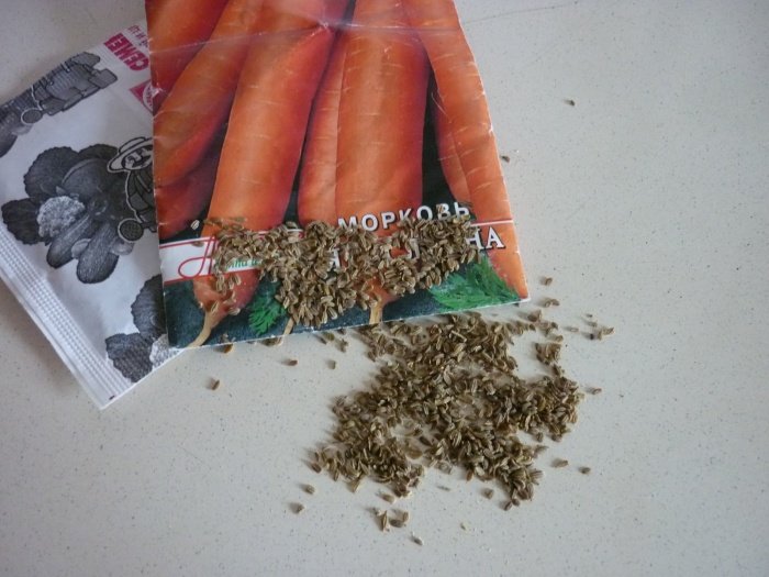 Правильний подзимный посів моркви
