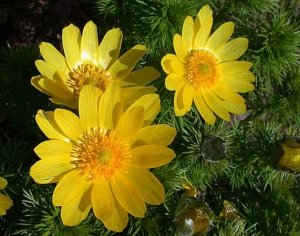 Горицвіт, або адоніс весняний: його властивості, застосування і рецепти