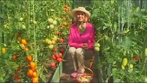 Вирощування розсади болгарського перцю на дачі — відео