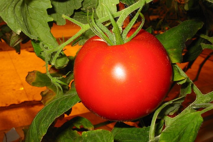 Які найбільш урожайні сорти помідор краще садити в теплиці?