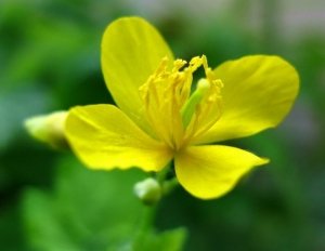 Незамінний лікар: застосування і лікувальні властивості чистотілу