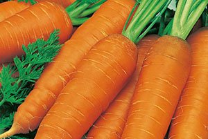 Сорти моркви з фото та описом