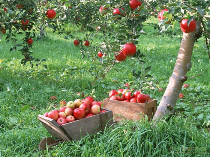 Урожай яблук кожен рік!
