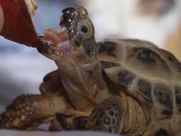 Як доглядати за сухопутної черепахою в домашніх умовах