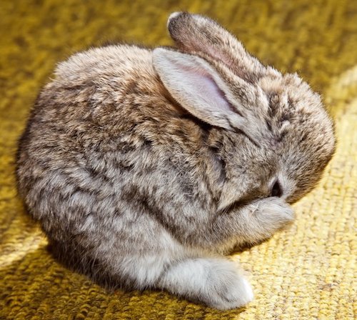 Як правильно доглядати за кроликами в домашніх умовах