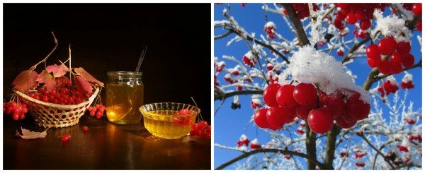 Калина для краси і здоровя
