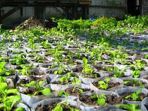 Самостійне вирощування петунії в домашніх умовах
