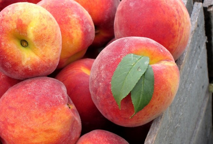 Досвід садівника з вирощування персика