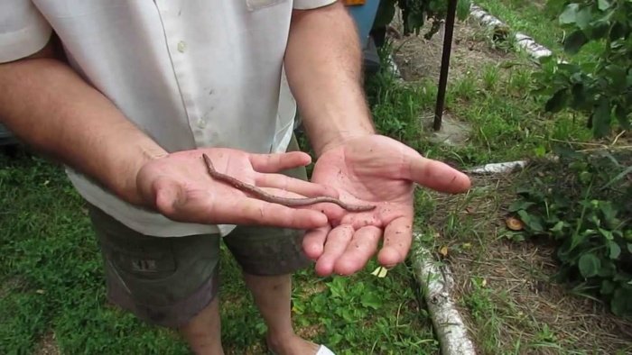 Як зробити вермикомпостер своїми руками