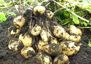 Посадка і догляд за картоплею у відкритому грунті