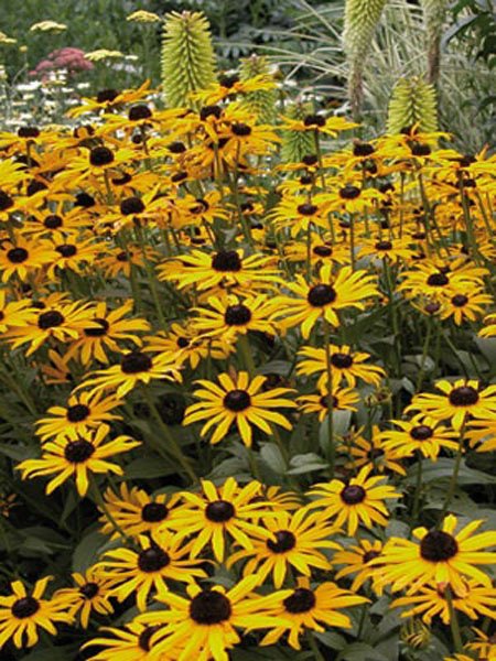 Невибагливі багаторічні рослини для вашого саду: 10 кращих рослин