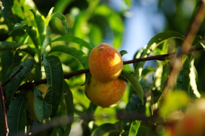 Вирощування і догляд за персиком