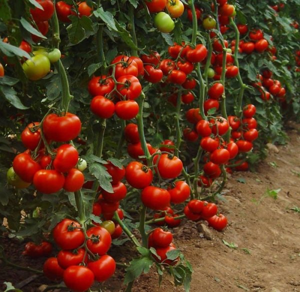 Як доглядати за помідорами в теплиці?
