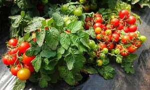 Кращі сорти низькорослих томатів з фото та описом