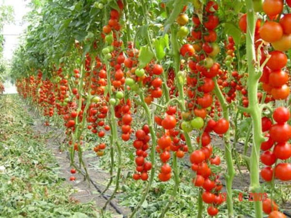 Пасинкування помідор – секрети та поради