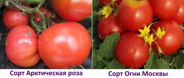 Сорти помідорів стійких до фітофторозу – це актуально