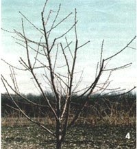 Формування крони у молодих дерев персика