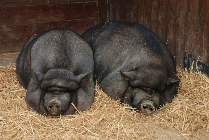 Розведення вєтнамських вислобрюхих свині