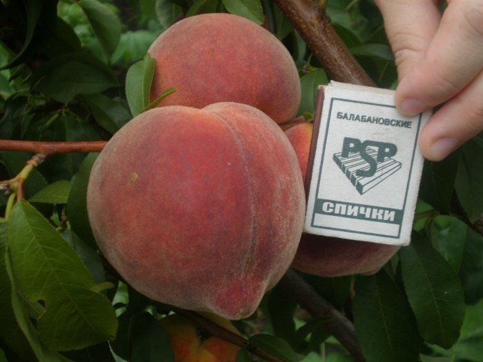 Вирощування персика в розпліднику
