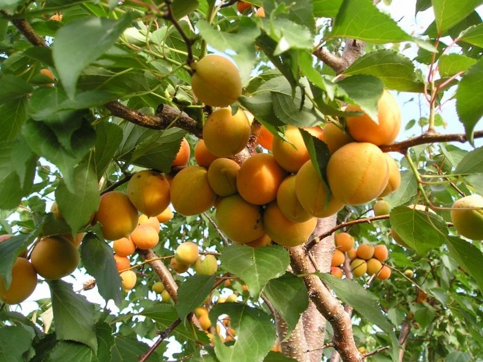 Агротехніка вирощування абрикоса