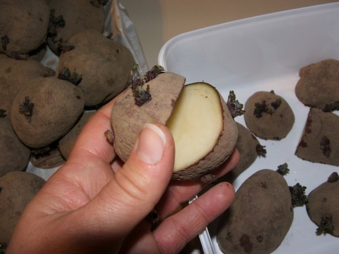 Як правильно пророщувати картоплю