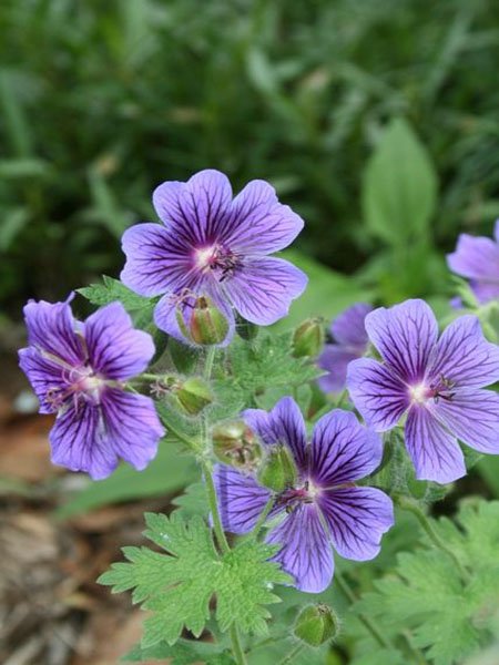 Невибагливі багаторічні рослини для вашого саду: 10 кращих рослин