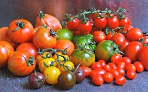 Сорти томатів для відкритого грунту