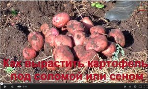 Відео: вирощування картоплі під соломою або сіном