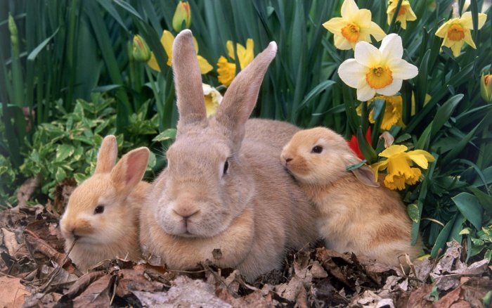 Кращі породи кроликів для розведення на дачі