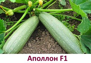 Які сорти кабачків вибрати для вирощування на Уралі і в Сибіру