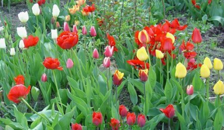 Догляд за тюльпанами навесні   як зберегти тюльпани до весни