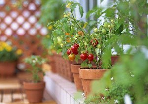Детальна інструкція по вирощуванню помідорів на підвіконні взимку і влітку
