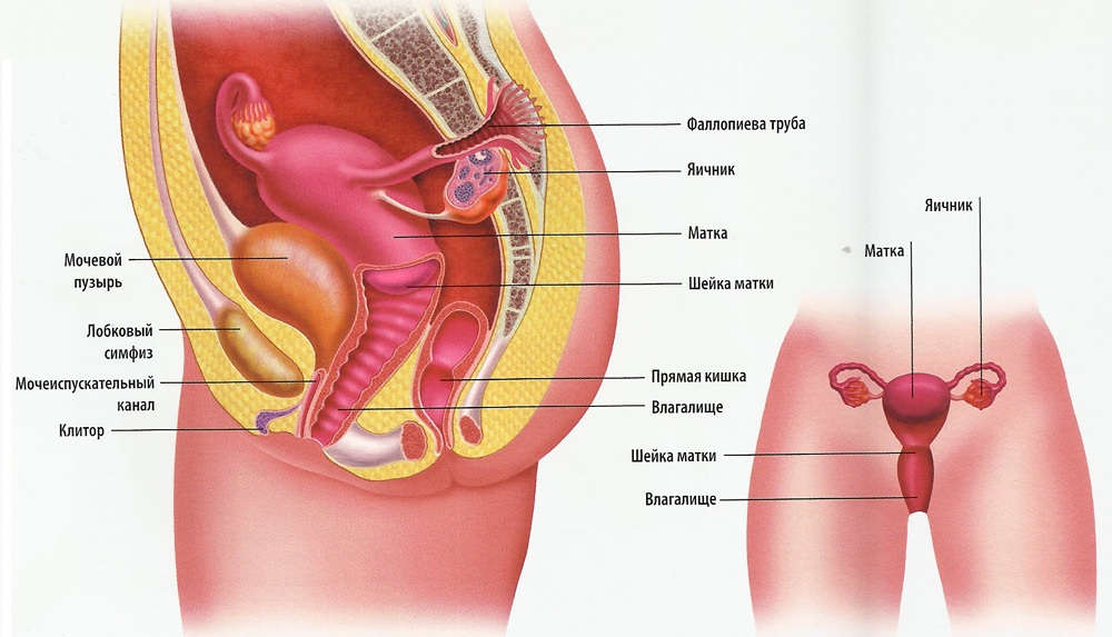Рак яєчника у жінок і яєчок у чоловіків — стадії, симптоми і лікування