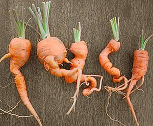 Полив і підживлення моркви