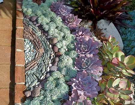 Композиції з квітів сукулентів: жива мозаїка в саду