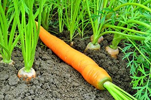 Полив і підживлення моркви