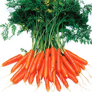 Огляд кращих сортів моркви