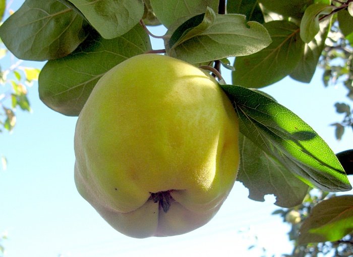 Гібриди айви з яблунею і з грушею