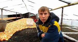 Відео: Посадка цибулі в теплицях без застосування добрив