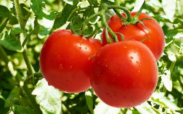 Сорти томатів російської селекції