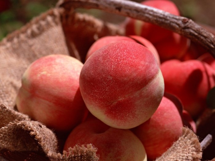 Покрокова інструкція щодо вирощування персика
