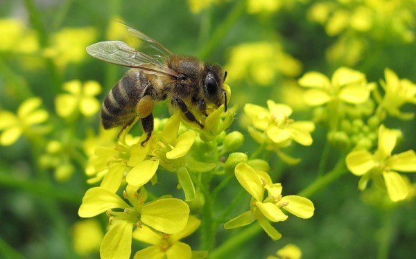 Лікування продуктами бджільництва